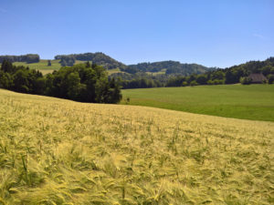Kornfeld