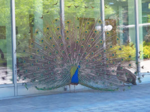 Pfau