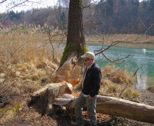 «Grössenwahnsinnige Gauner»: Den Fischliebhaber erfreuen die Biber wenig.