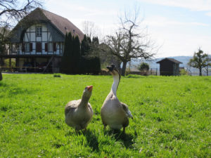 Dialogfreudige Elemente in Oberruntigen