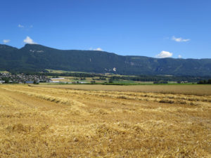 Landschaftliche Weite in der Selzacher Witi
