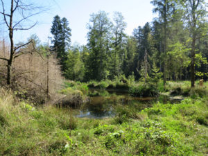 Renaturierte Waldlandschaft im Langholz