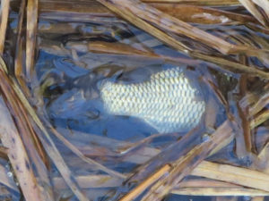 Laichhektik am Klingnauer Stausee
