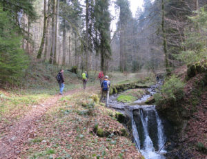 Frisch und frei plätschert ein Zufluss der Rotache durch den Wald.