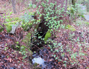 Das Milibächli unterquert einen Baum.
