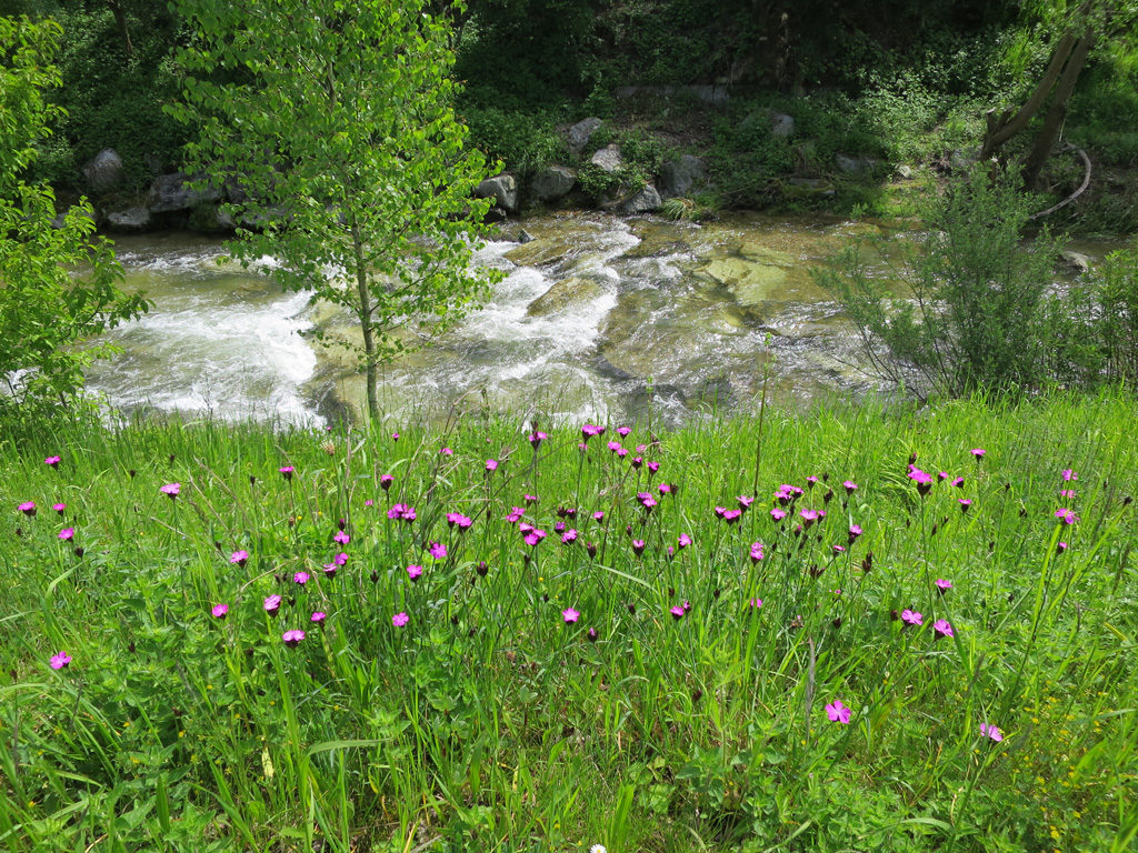Bei Alberswil blühten die Heunägeli.