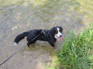 Wenigstens der Hund ging baden: Wilma kühlt sich in der Wigger die Pfoten.