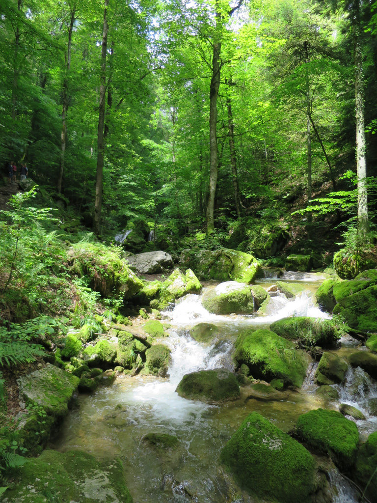 In der Twannbachschlucht