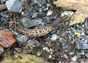 Der Schnegel mit dem Leopardenfell