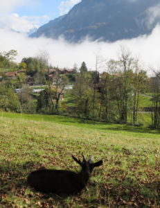 Ziegen am Ballenberg, dahinter fliesst der Nebel talaufwärts
