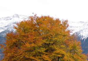 Herbst. Oder doch schon Winter?