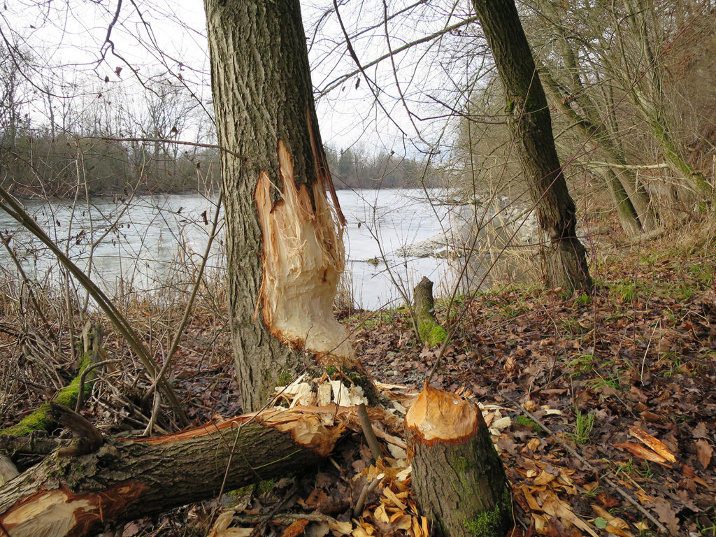 In der Märchligenau tragen die meisten Waldarbeiter einen Pelz.