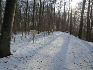 Im Reichenbachwald, nahe den Fluten des Amazonas