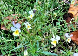 Frühlingsboten im Frühwinter