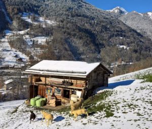 Schafe genossen die Wintersonne in wildem Galopp.