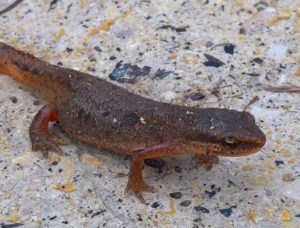 Mikro-Waran im Schwadernau-Grien