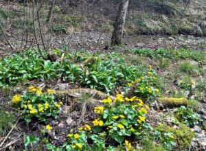 Fleischiges Grün beim ausgetrockneten See