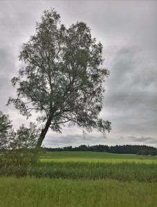 Im Tal der Bünz ist der Himmel weit und der Horizont fern.