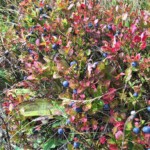 Das Verhängnis am Wegrand war saftig und süss: Heidelbeerstauden säumten und lähmten den Aufstieg zum Hundsrügg-Gipfel.