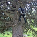 Einer hatte mit den insgesamt 680 m Aufstieg nicht genug: Efrem setzte bei einer alten Wettertanne noch vier Meter obendrauf.