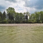 Birne? Der renaturierte Emme-Abschnitt bei Schalunen wird Emme-Birne genannt, weil er von oben wie eine Birne aussehen soll. In Ermangelung einer Drohne liess sich die Behauptung nicht verifizieren. Auf der Karte sieht der Abschnitt eher wie ein Stück Dünndarm aus.