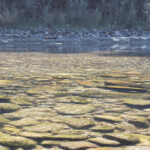 Bereits das Emme-Wasser hat diesen kraftvollen Glanz, den auch die Aare zeigt (der jedoch, damit dies auch wieder einmal gesagt ist, dem Rhein völlig abgeht).