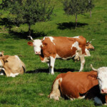 Im Emmental drechseln sie unter anderem auch Kuhhörner.