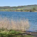 Cornelias Aare: Am Hallwilersee (der via Aabach in die Murg und danach in die Aare entwässert wird).